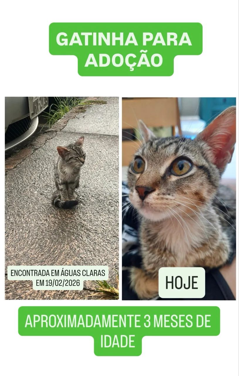 Gatinha para adoção 