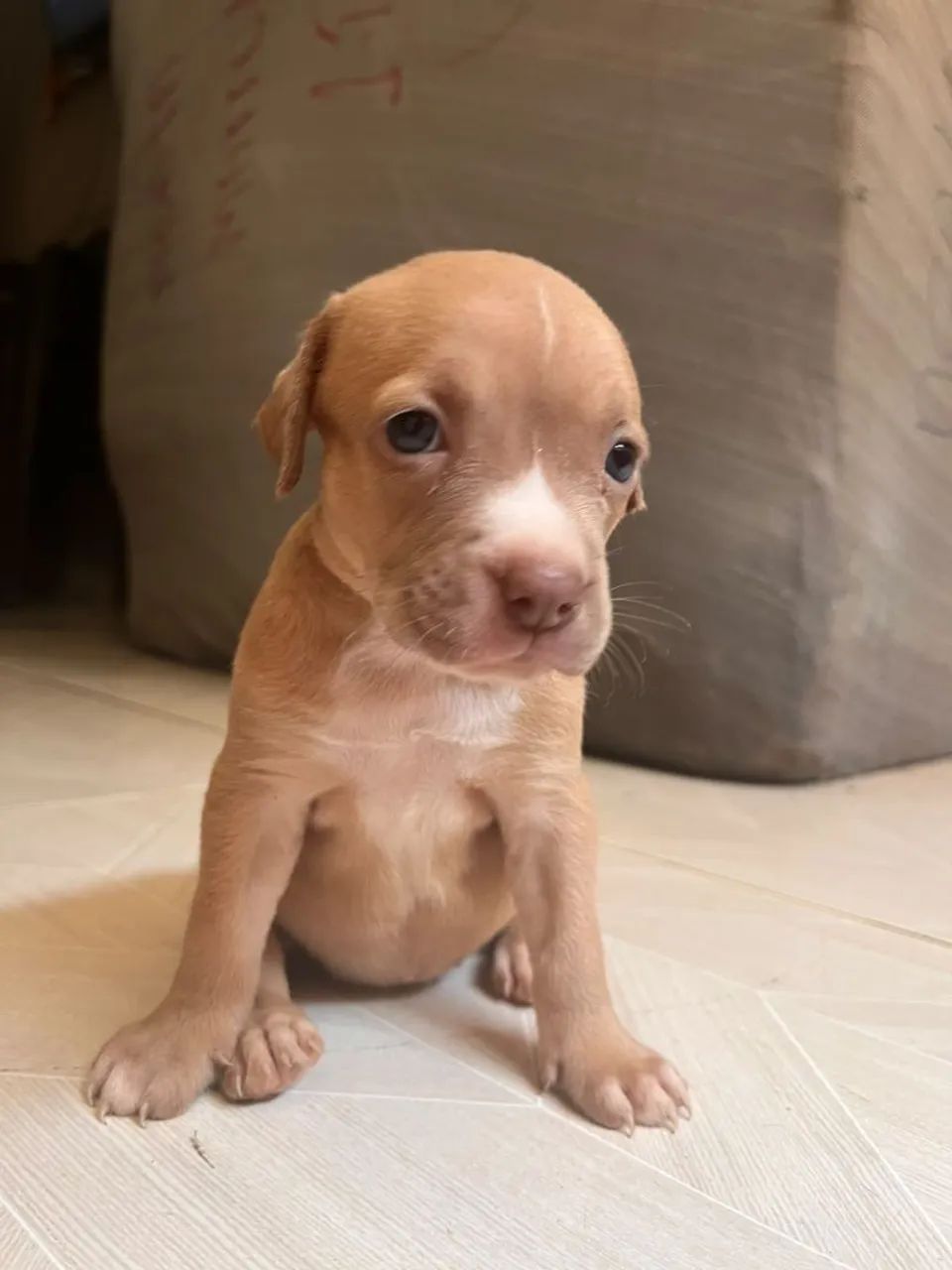 Filhotes de Pitbull  - Foto 5