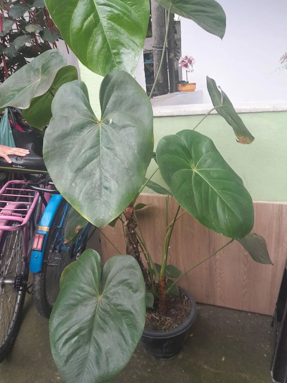 Plantas  - Foto 3