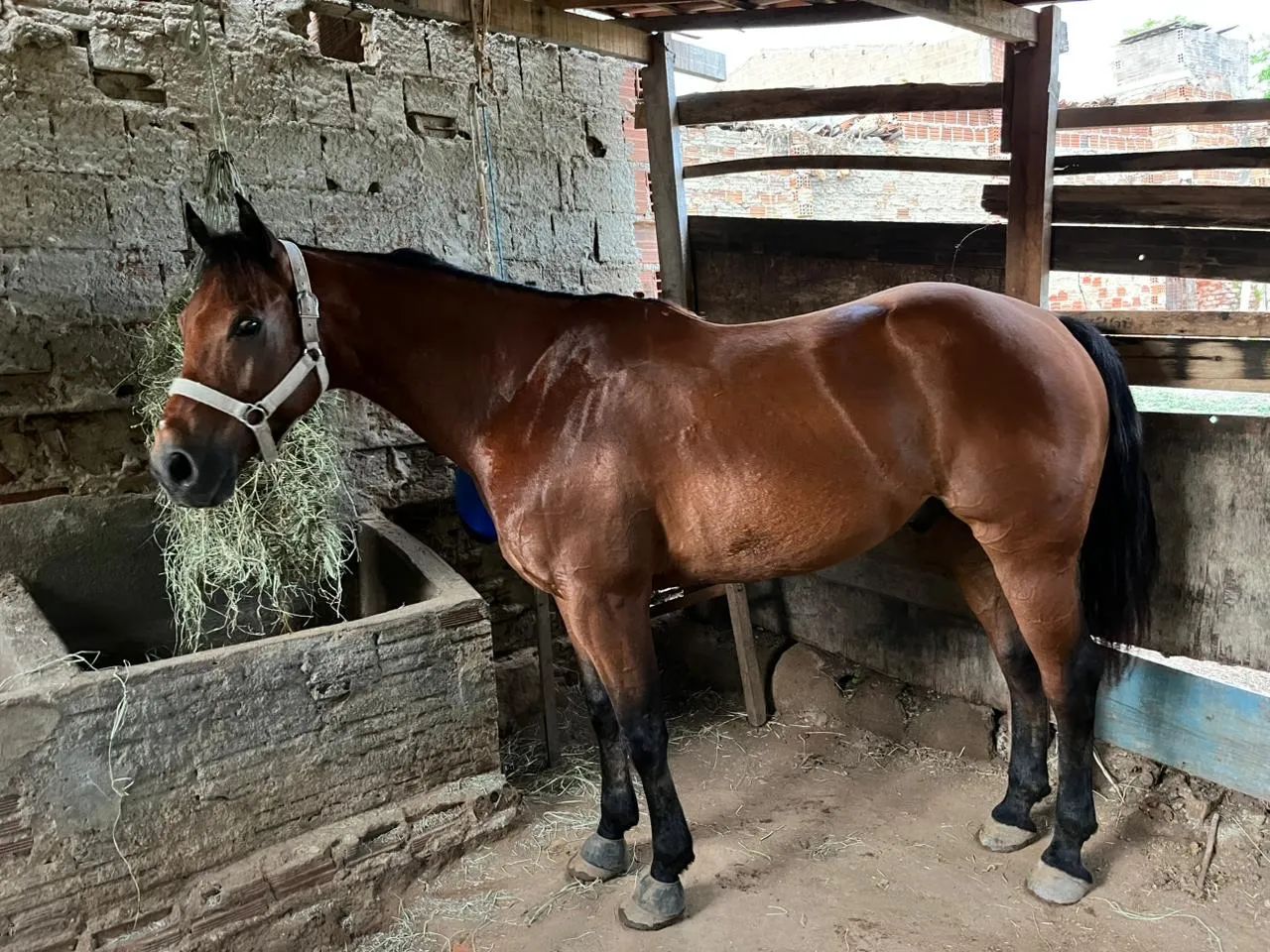 Cavalo de direita - Foto 2