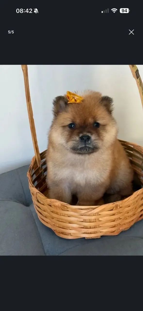 Chow Chow  - Foto 4