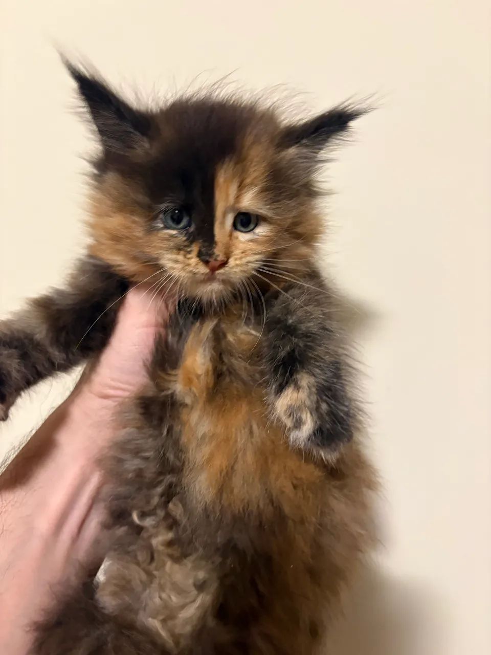 Gato Maine Coon filhotes machos e fêmeas para reserva e pronta entrega FOTOS REAIS - Foto 4