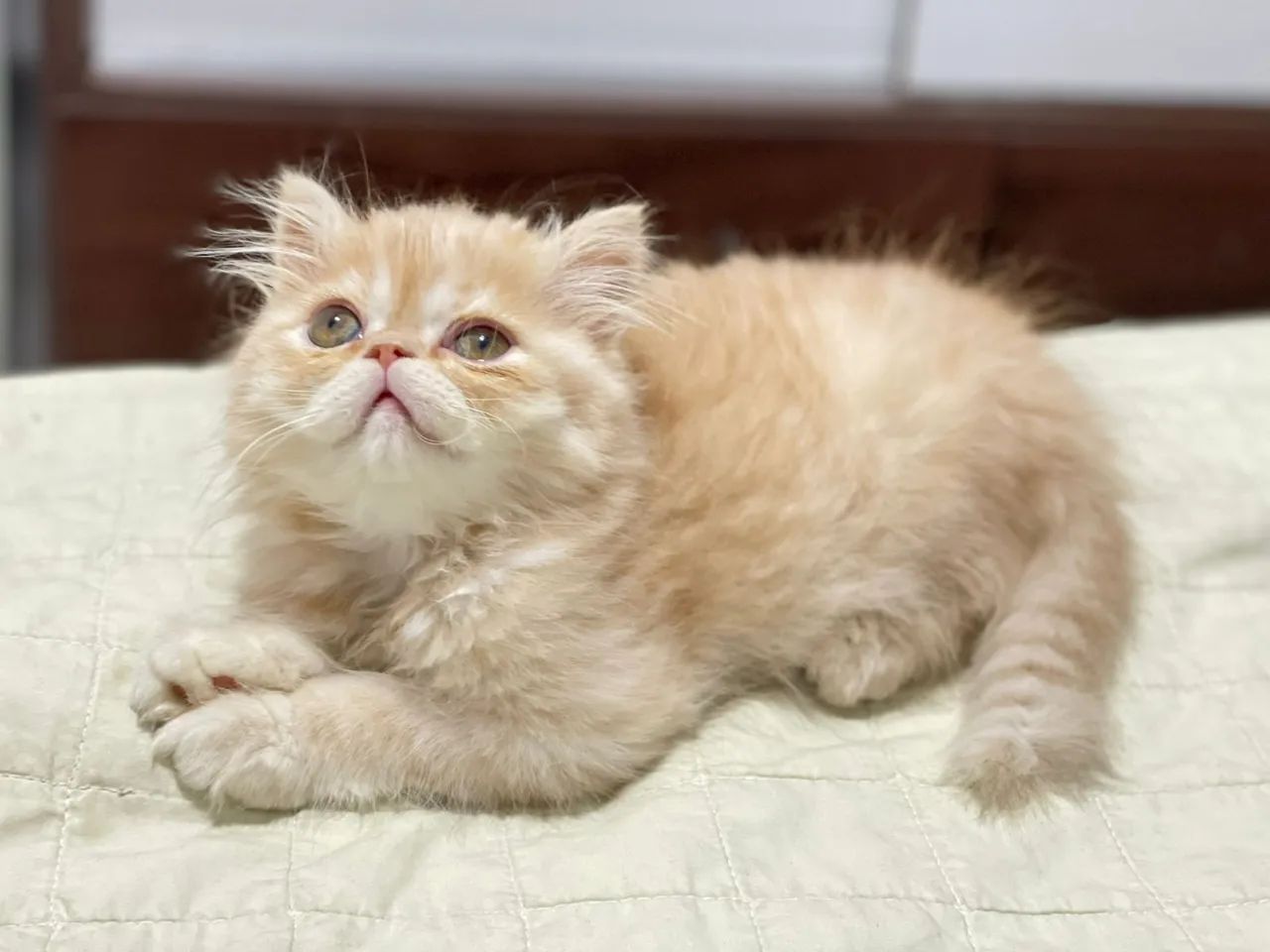 Gato persa filhote show