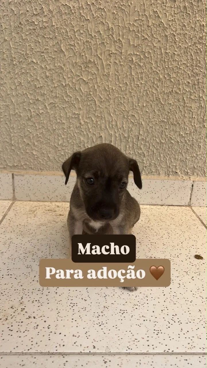Cachorrinhos para doação  - Foto 4