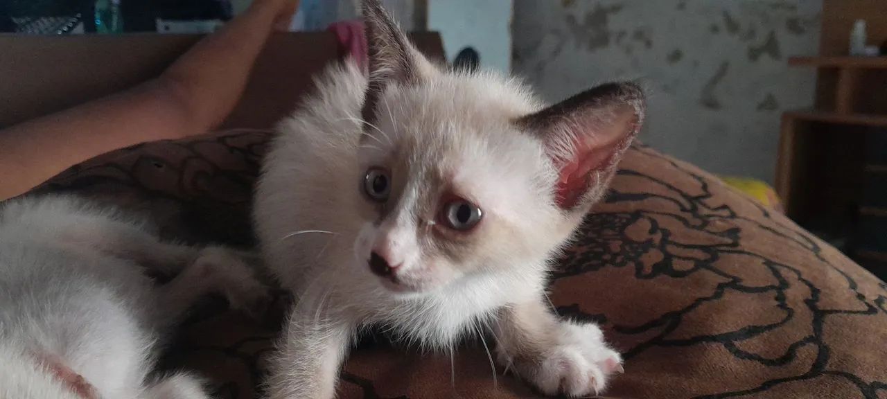 Gatos para doação  - Foto 2