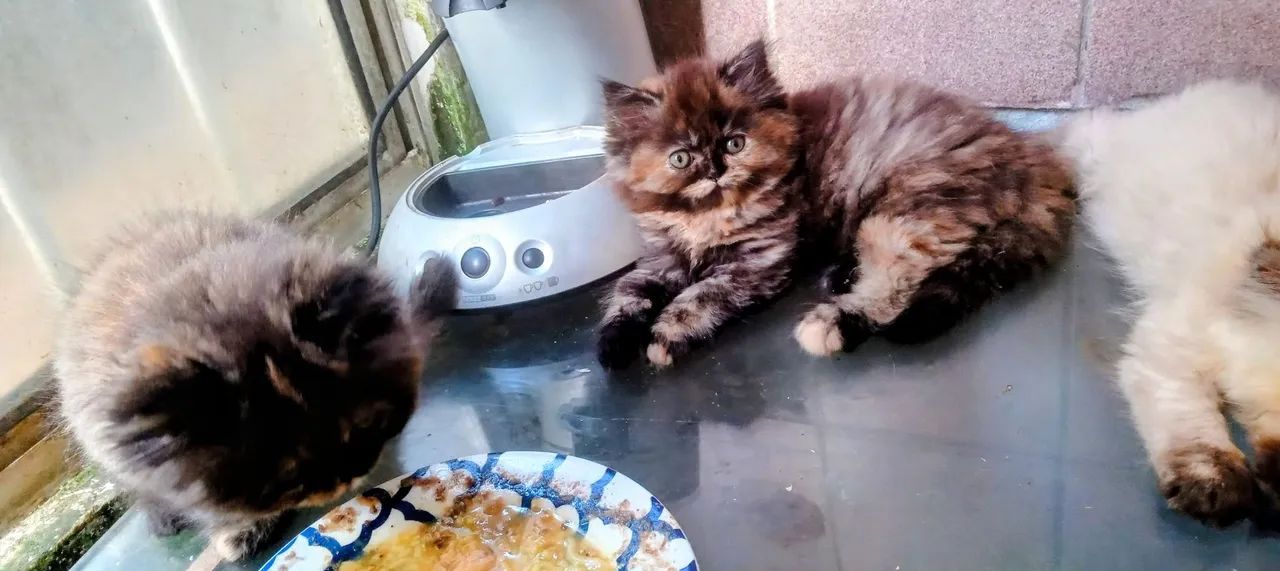 Filhotes Persas  - Foto 2