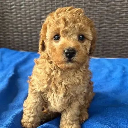 Poodle venha suprir sua necessidade 