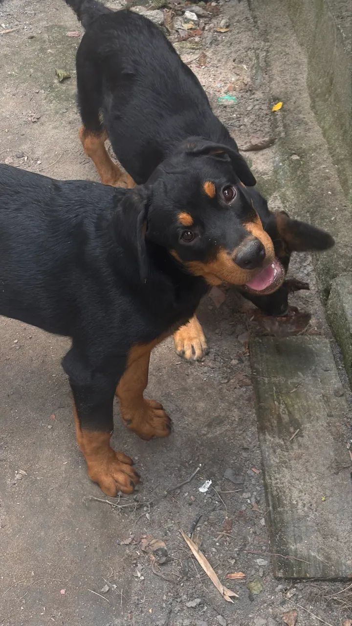 Filhote de rott 6 meses 600$ - Foto 3