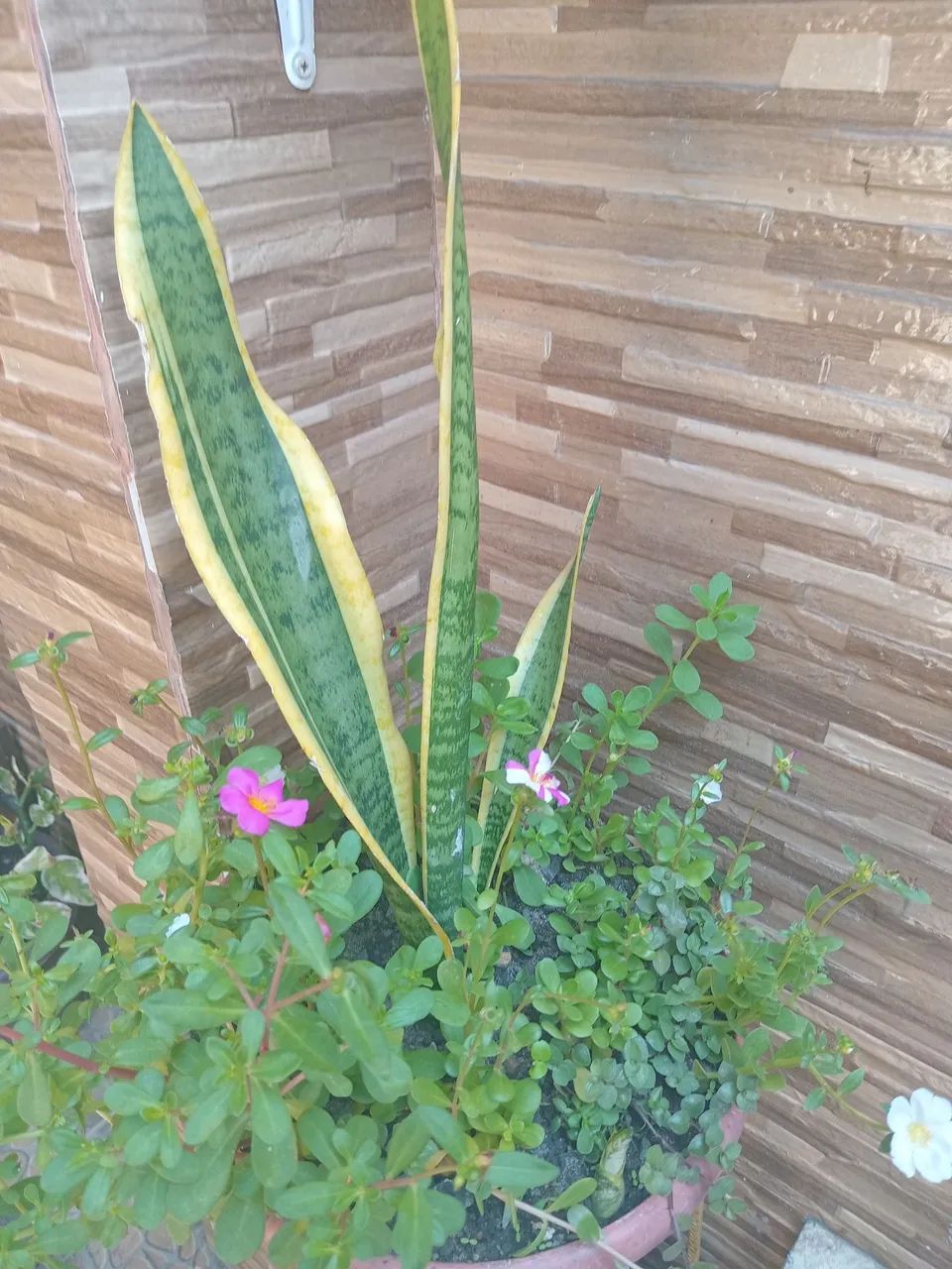 Plantas  - Foto 2