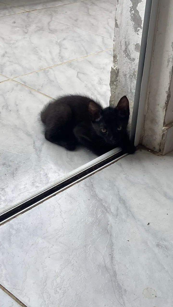 Cats65581362255489121