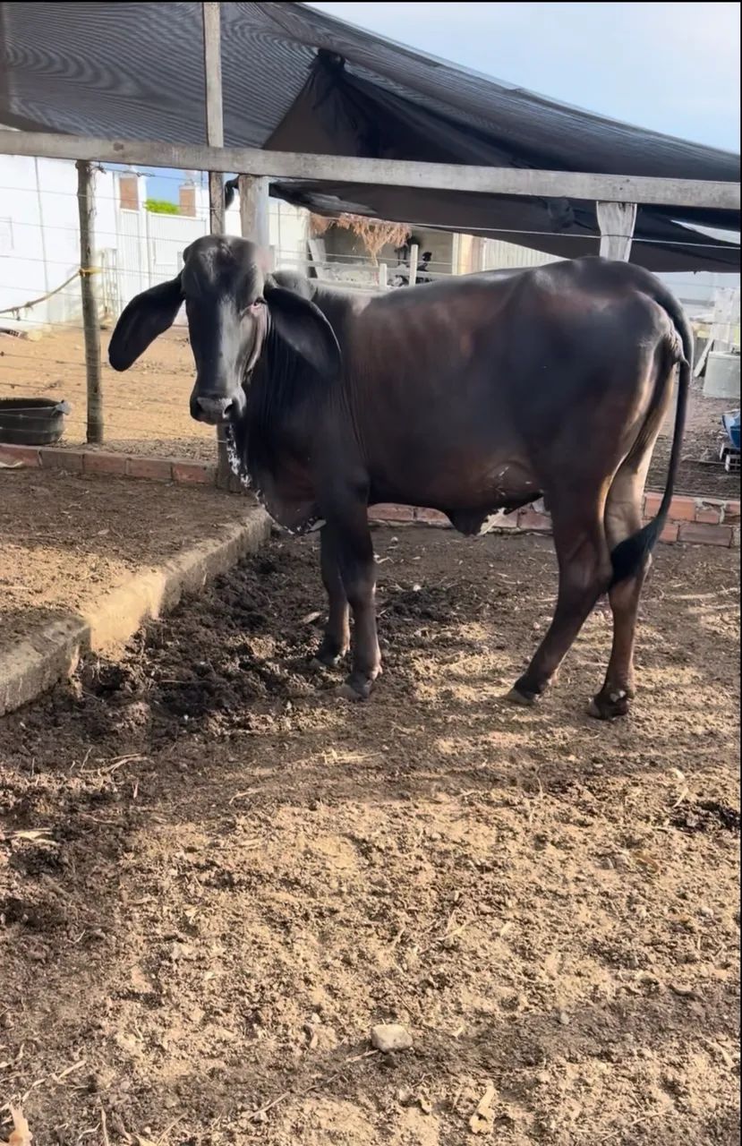 Novilhas girolando  - Foto 2