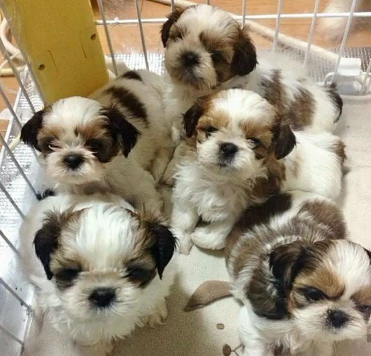 Shih Tzu Mini 