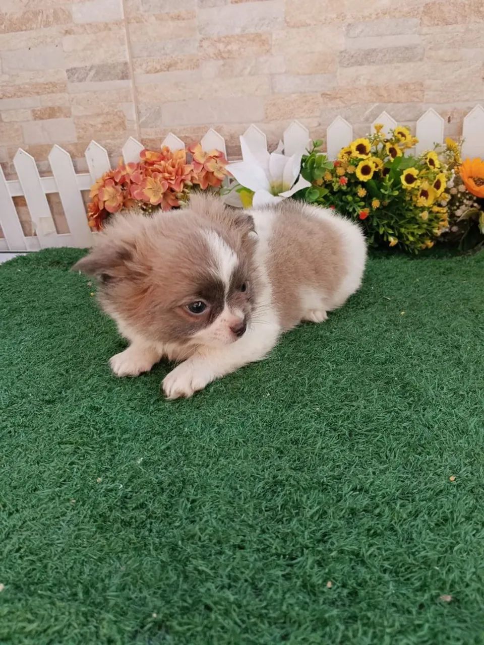 Chihuahua  - Foto 3