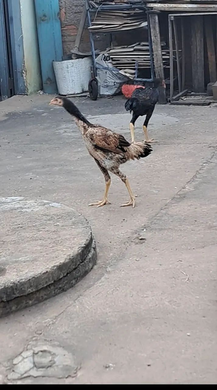 FRANGO INDIOS  - Foto 2