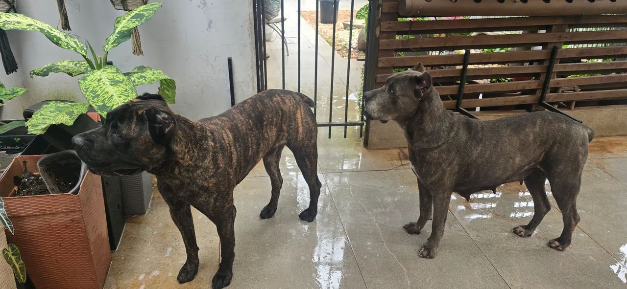Reserva, Cane Corso,  filhotes com pedigree  - Foto 4