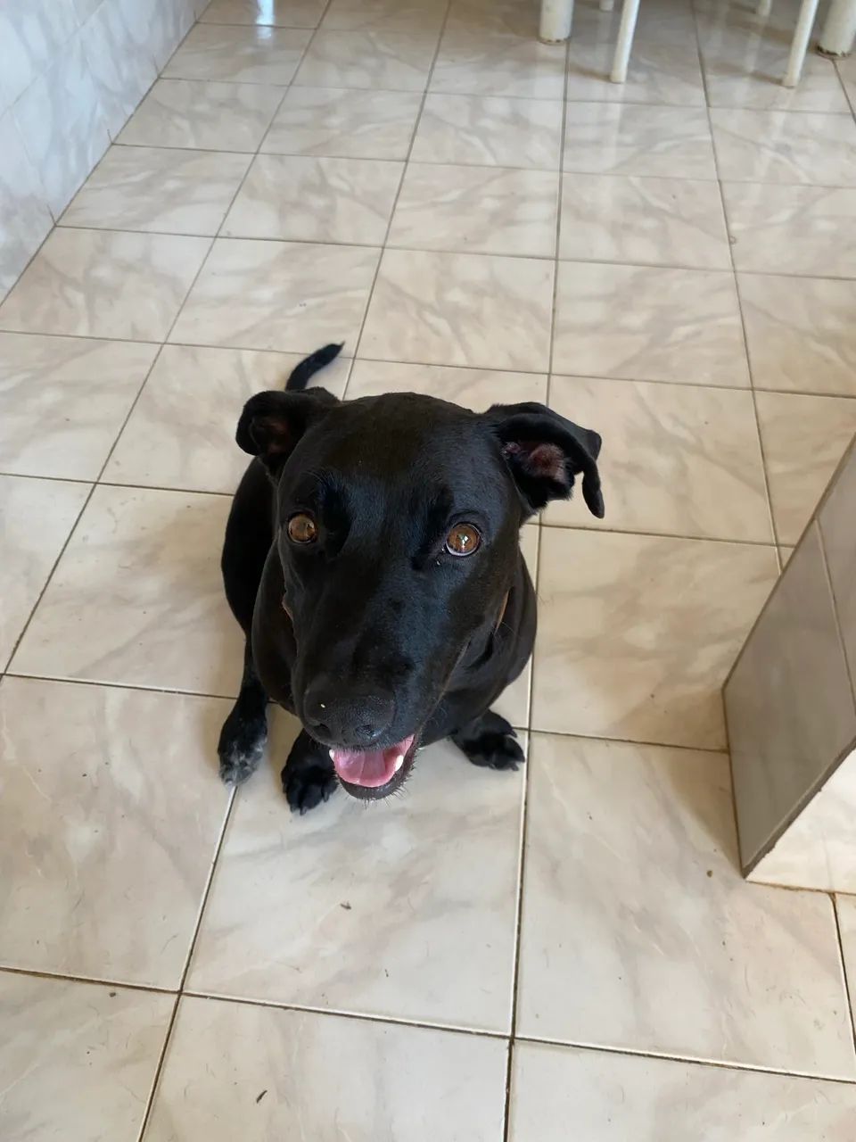 Adoção responsável  - Foto 3
