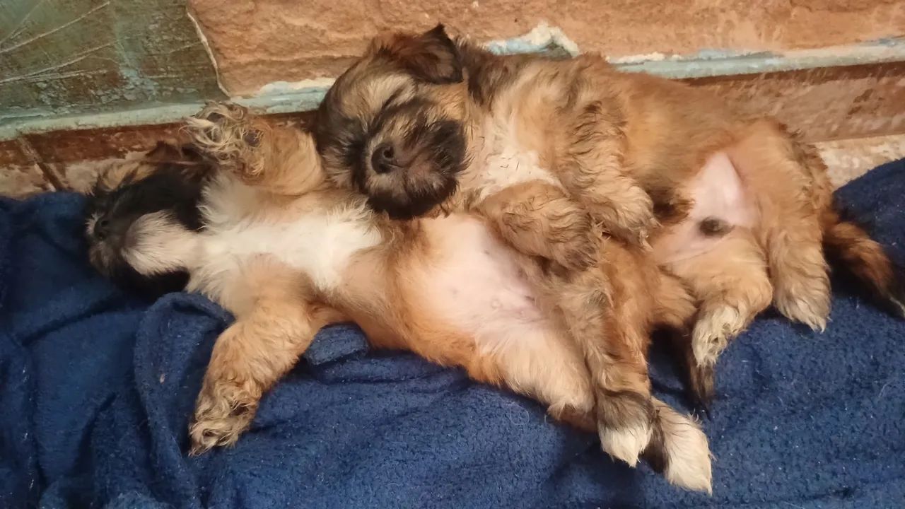 Filhotes de lhasa apso 