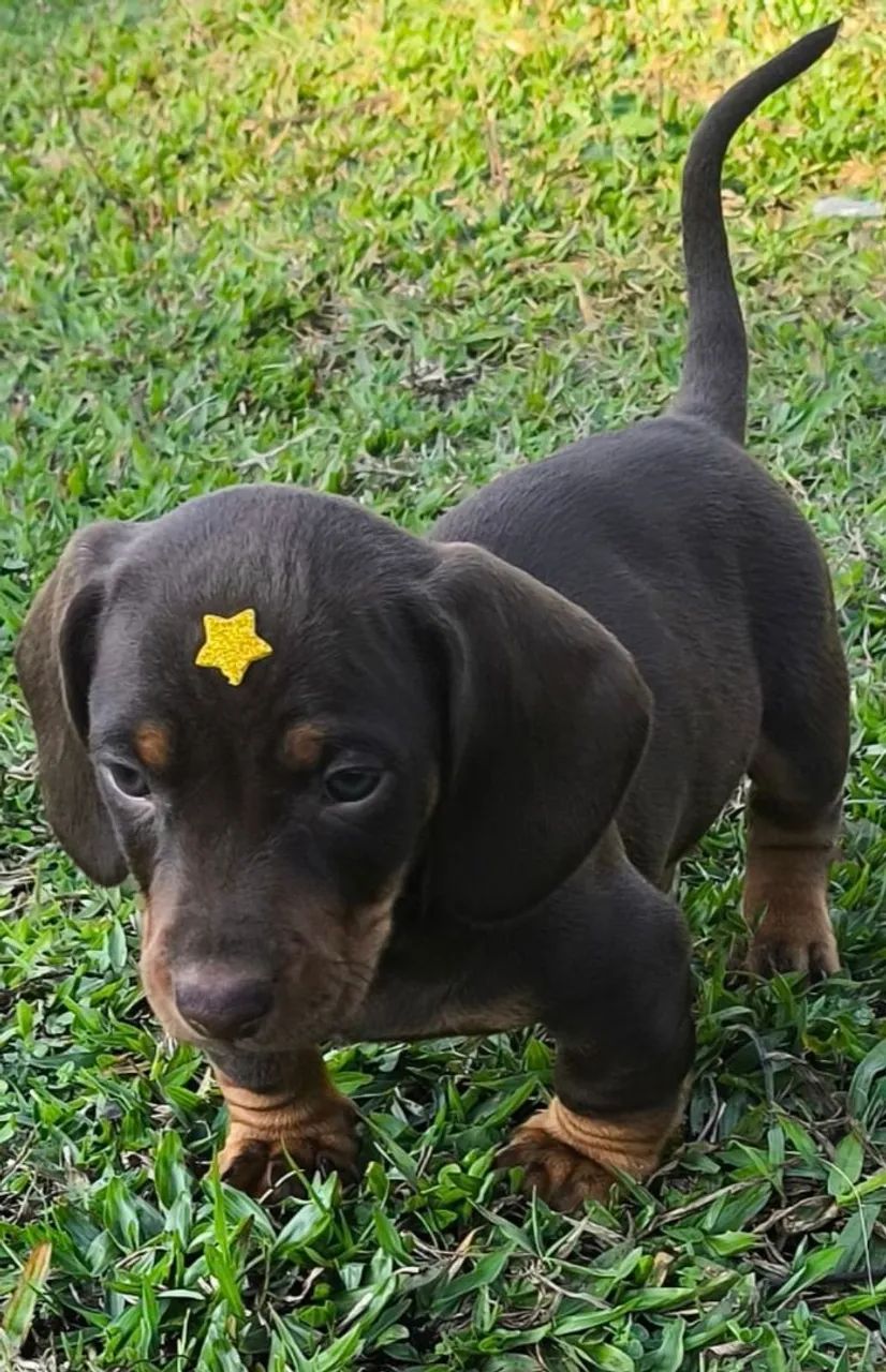 48_DACHSHUND FILHOTES  - Foto 5