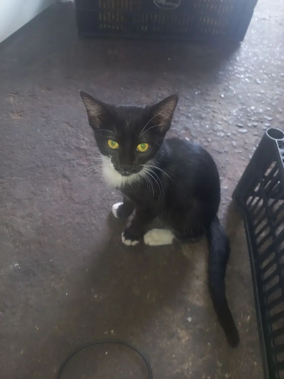 Doa- gatinhas