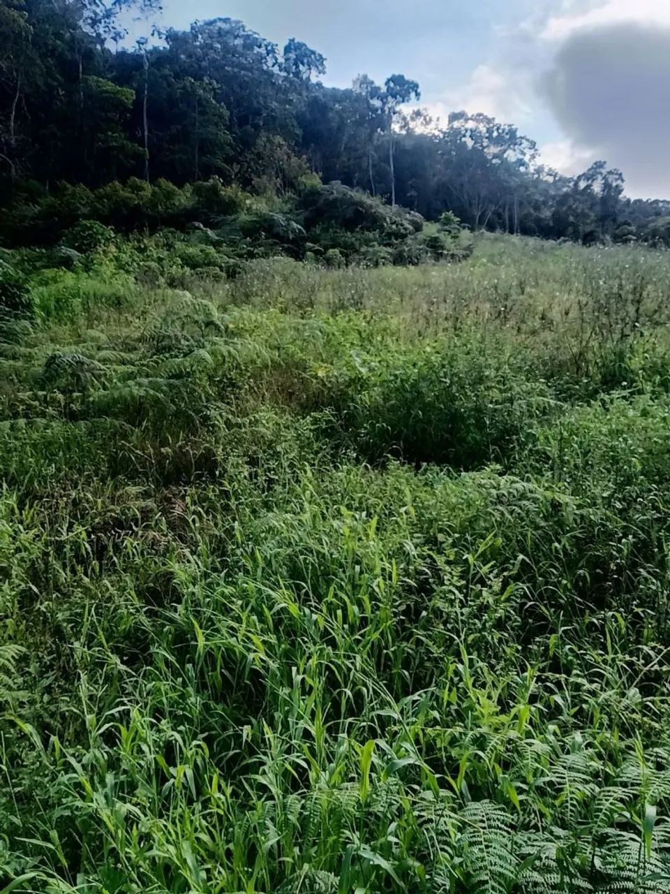 Vendo terreno em Aracê 