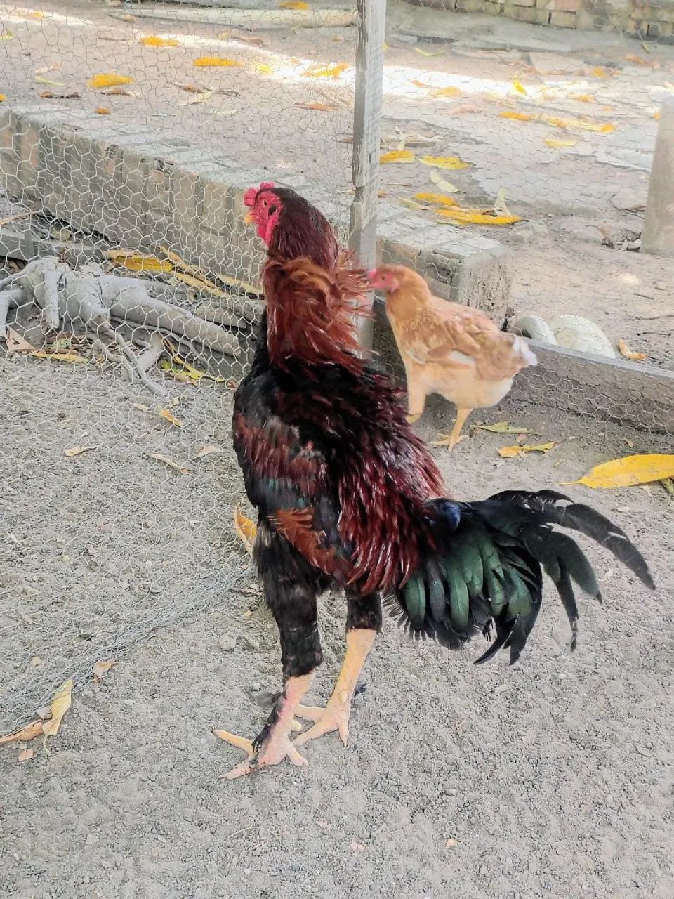 Galinha ?