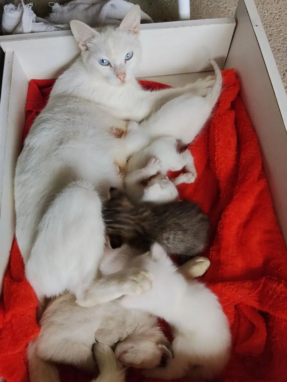 Gatinhos para doação  - Foto 2