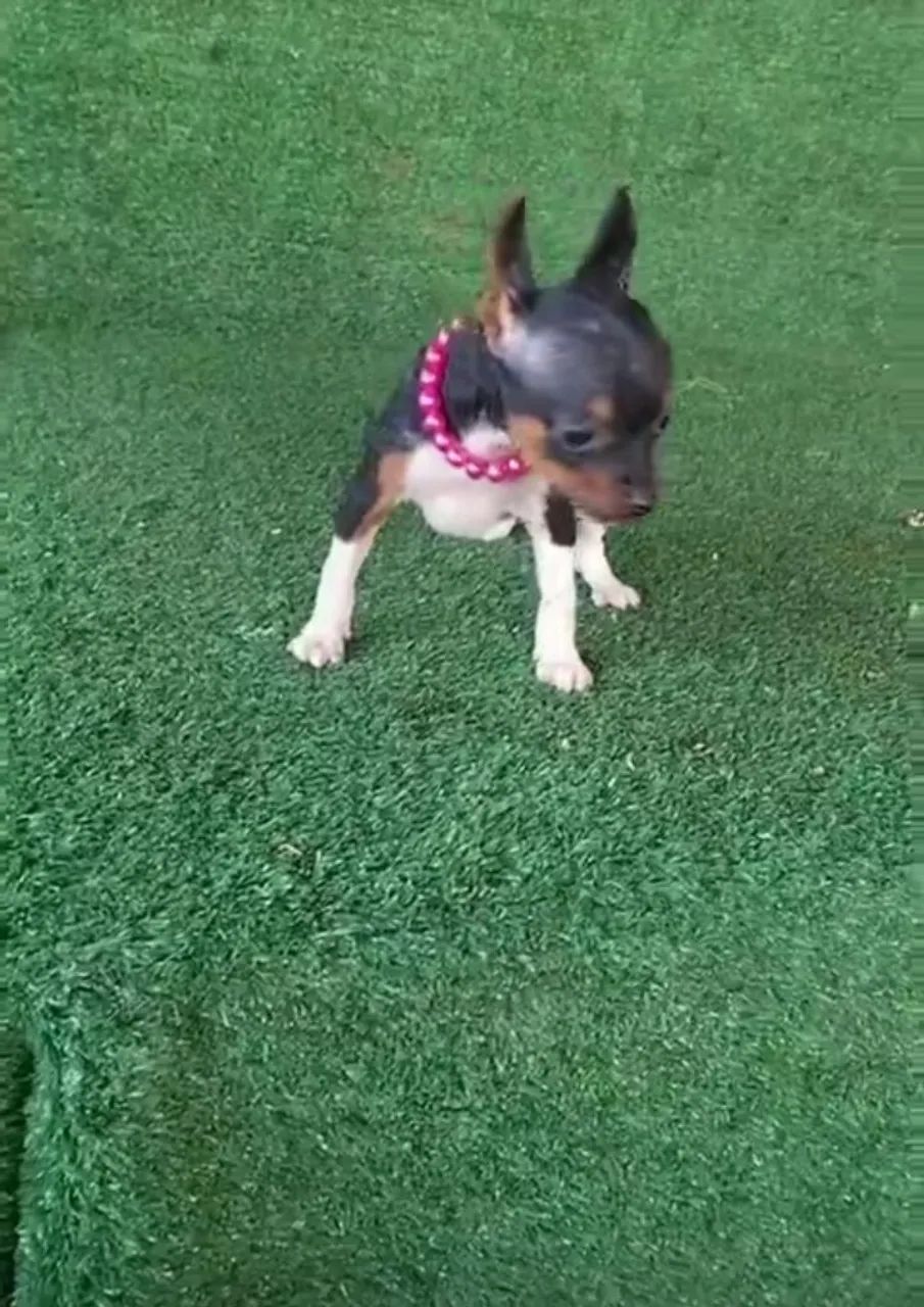 Pincher vacinação importada menina - Foto 4