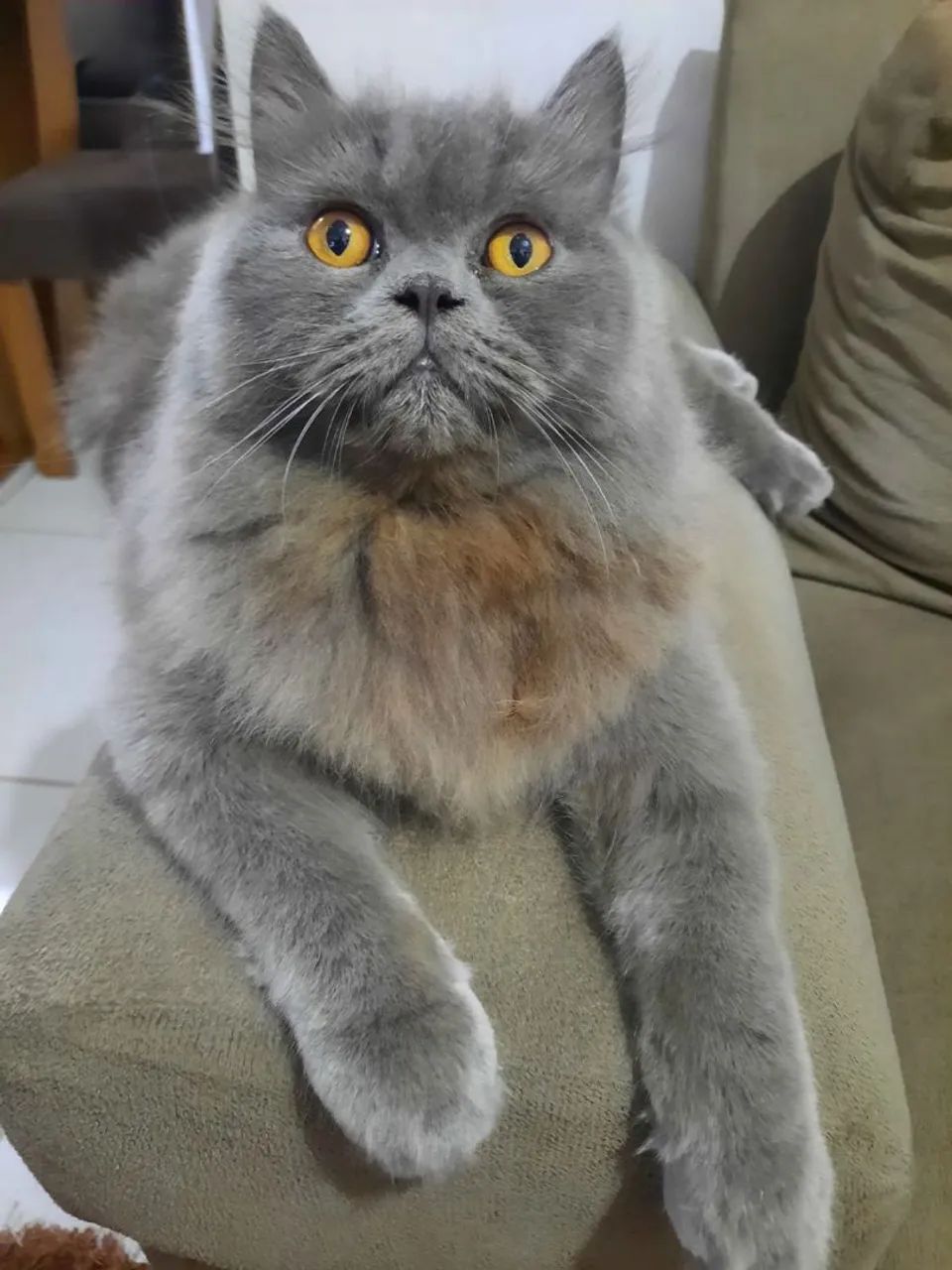 Vendo essa gato persa