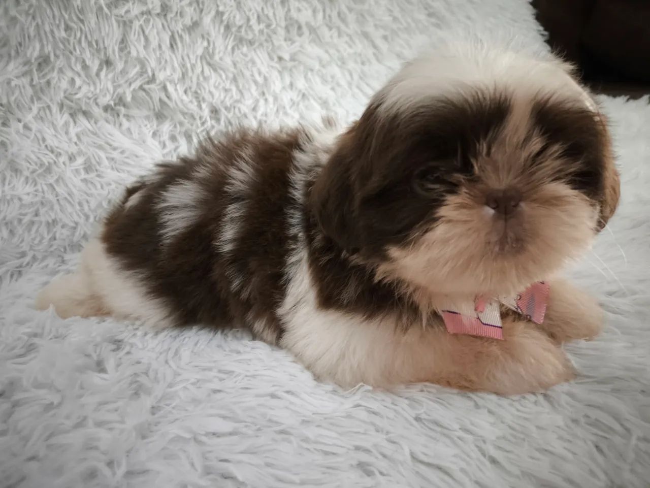 Shih tzu chocolate fêmea  - Foto 4