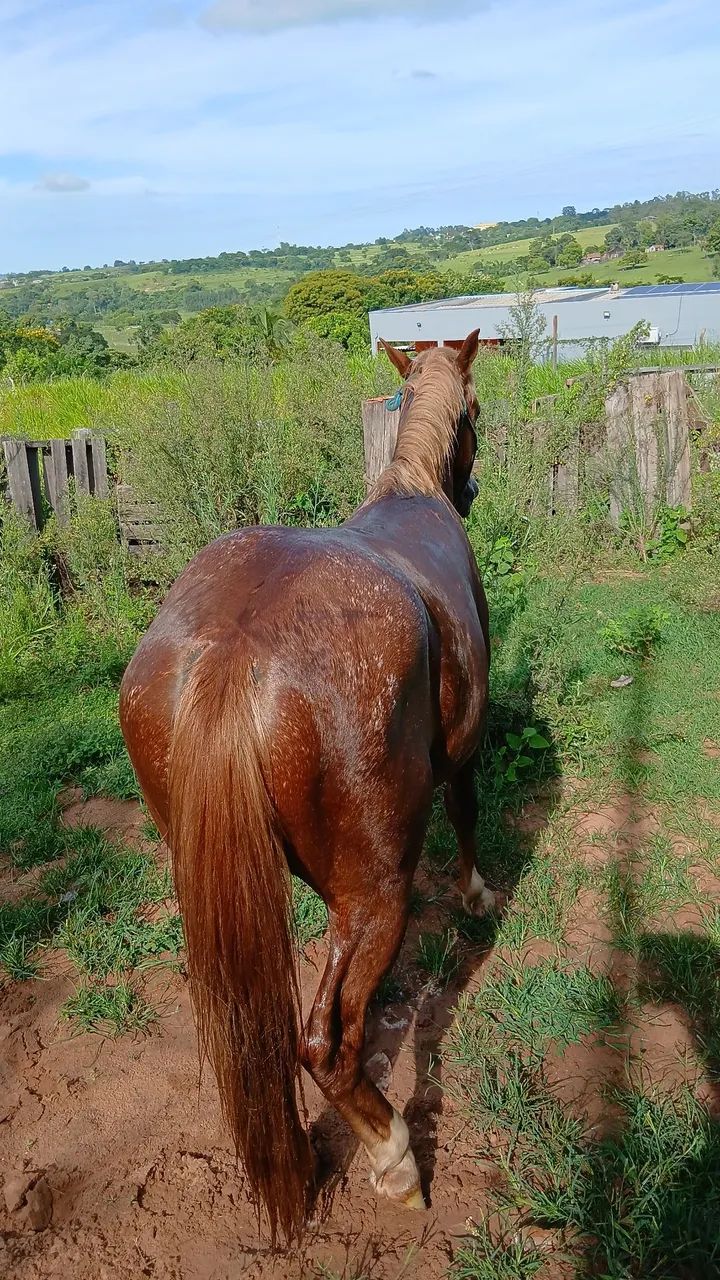 Petisco muito  manso - Foto 2