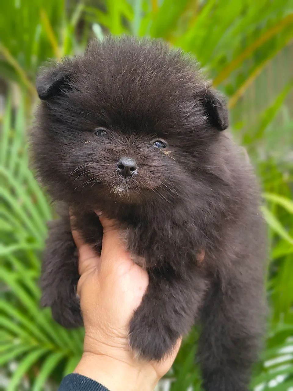 Spitz alemão  - Foto 4
