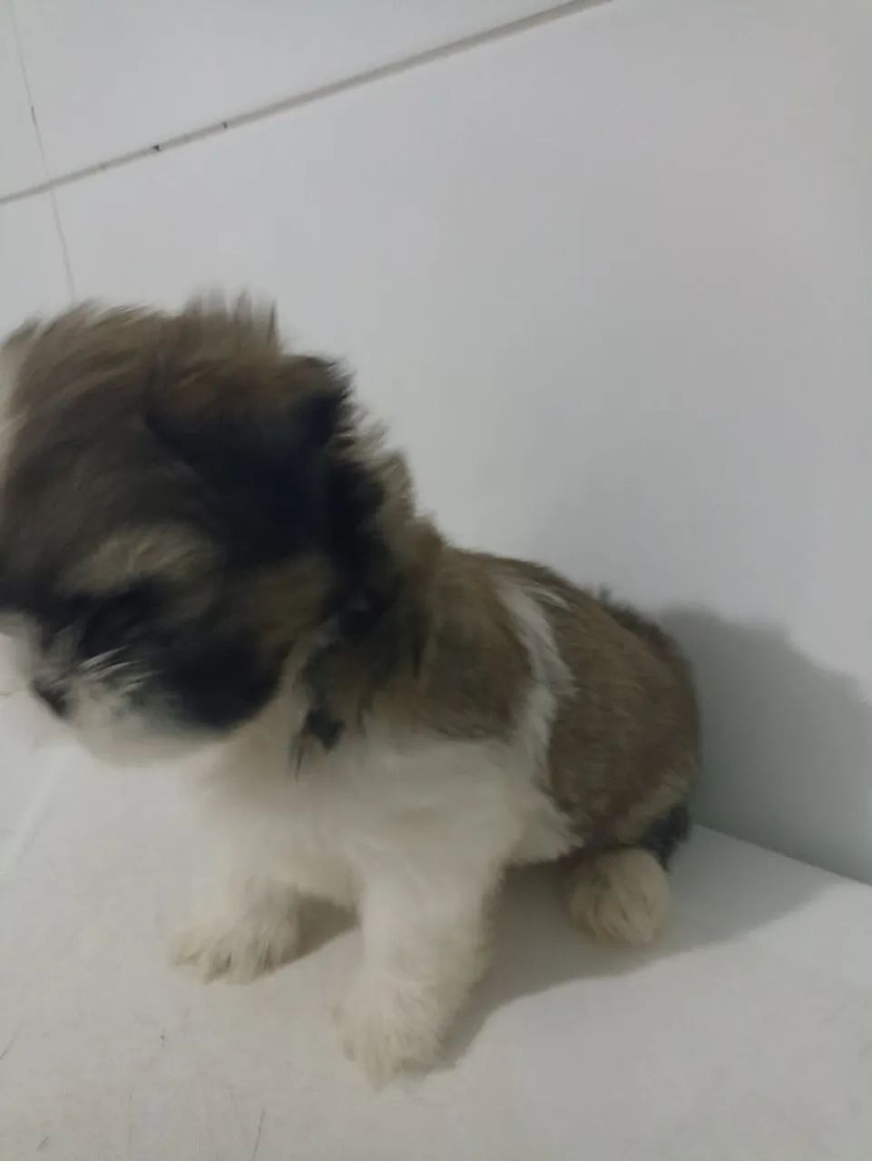 Vendo filhote de shihtzu 