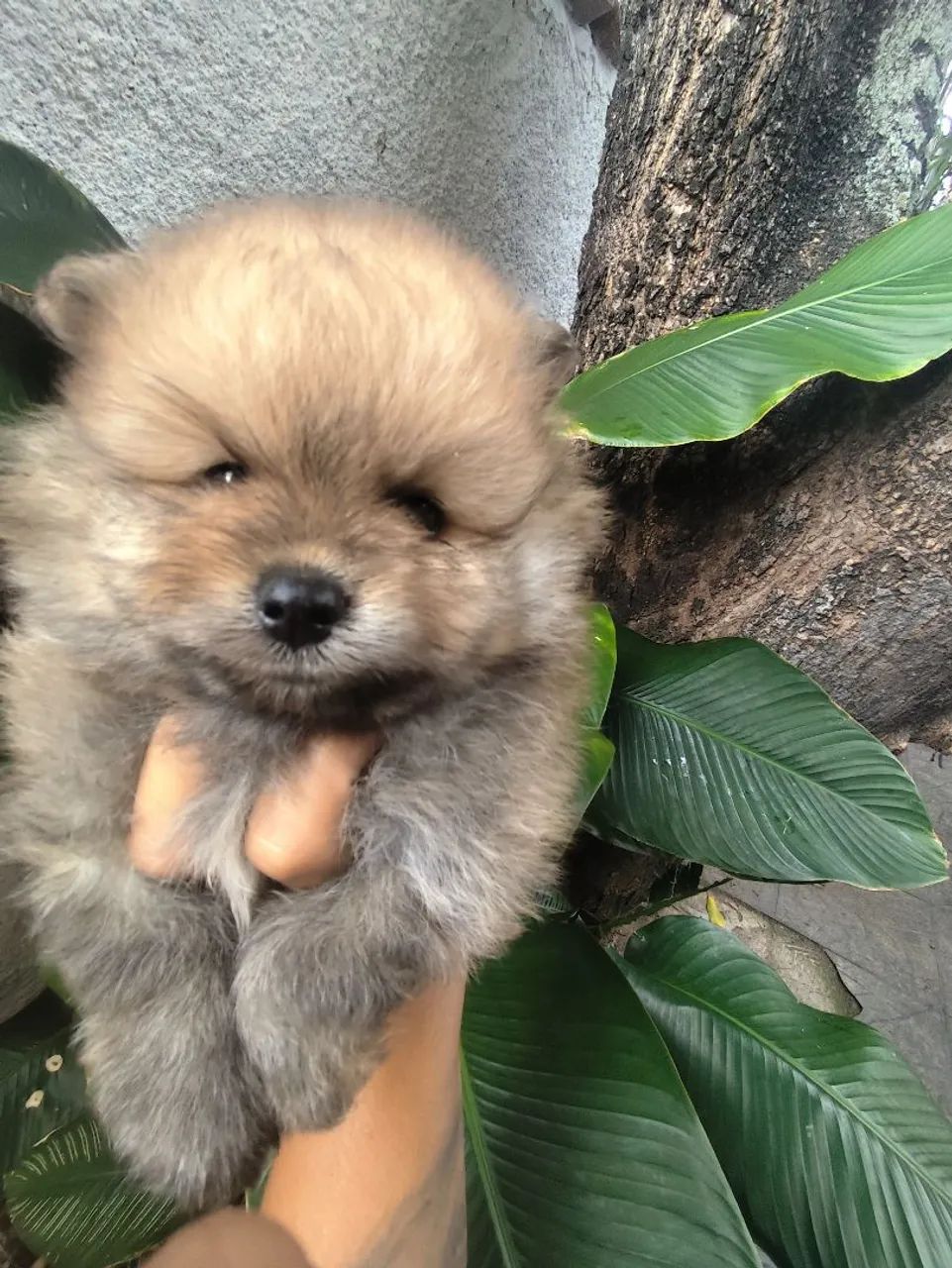 Spitz alemão anão macho, um ursinho de pelúcia na cor laranja ! Pronta entrega  - Foto 3