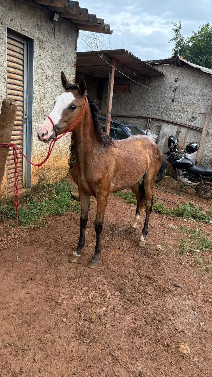 Potra quarto de milha gunner  - Foto 2