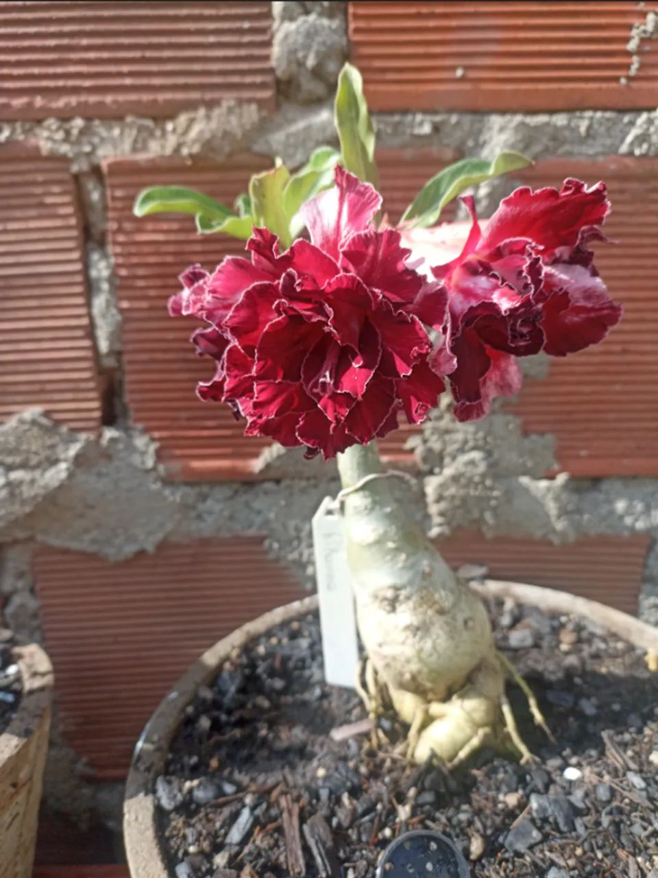 Flor do deserto - Foto 3