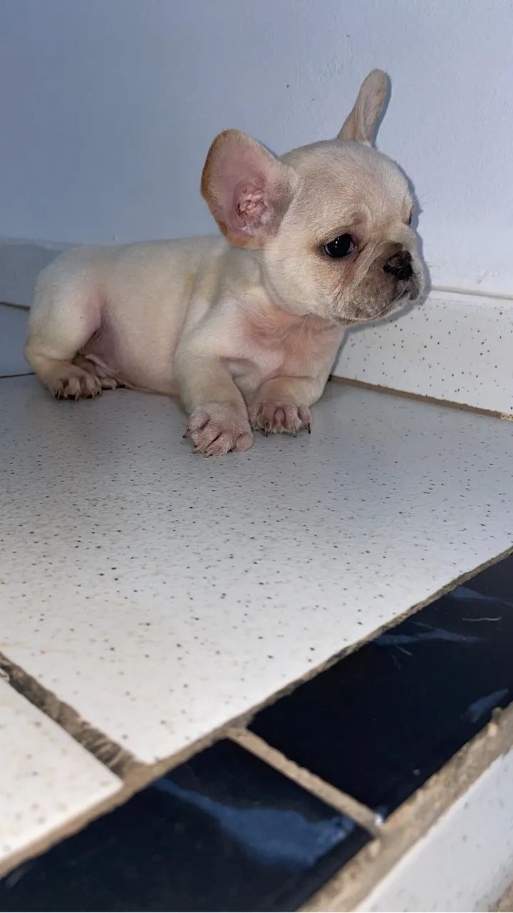 Bulldog francês  - Foto 3