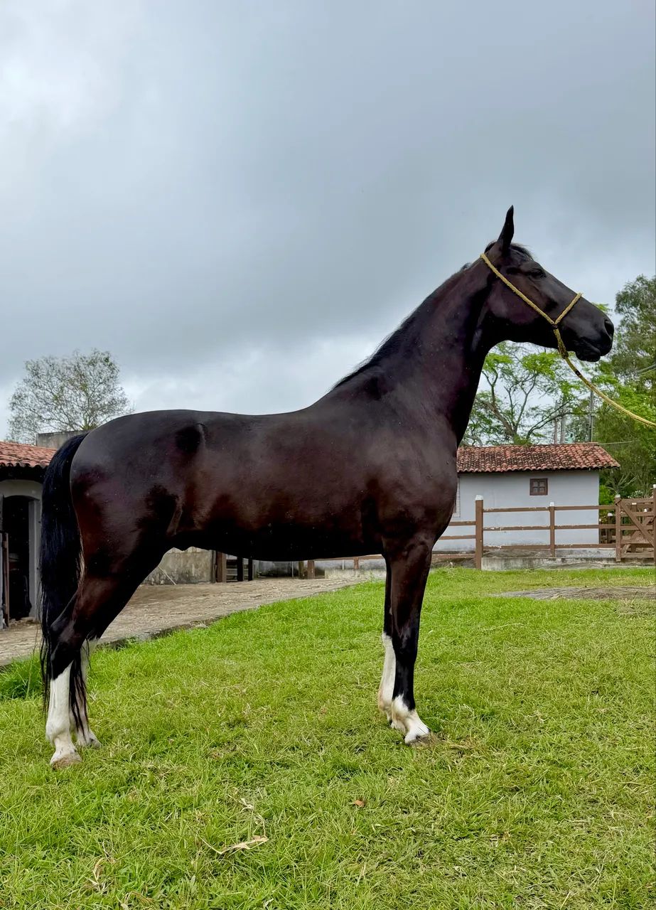 Cavalo Mangalarga marcha Picada  - Foto 3