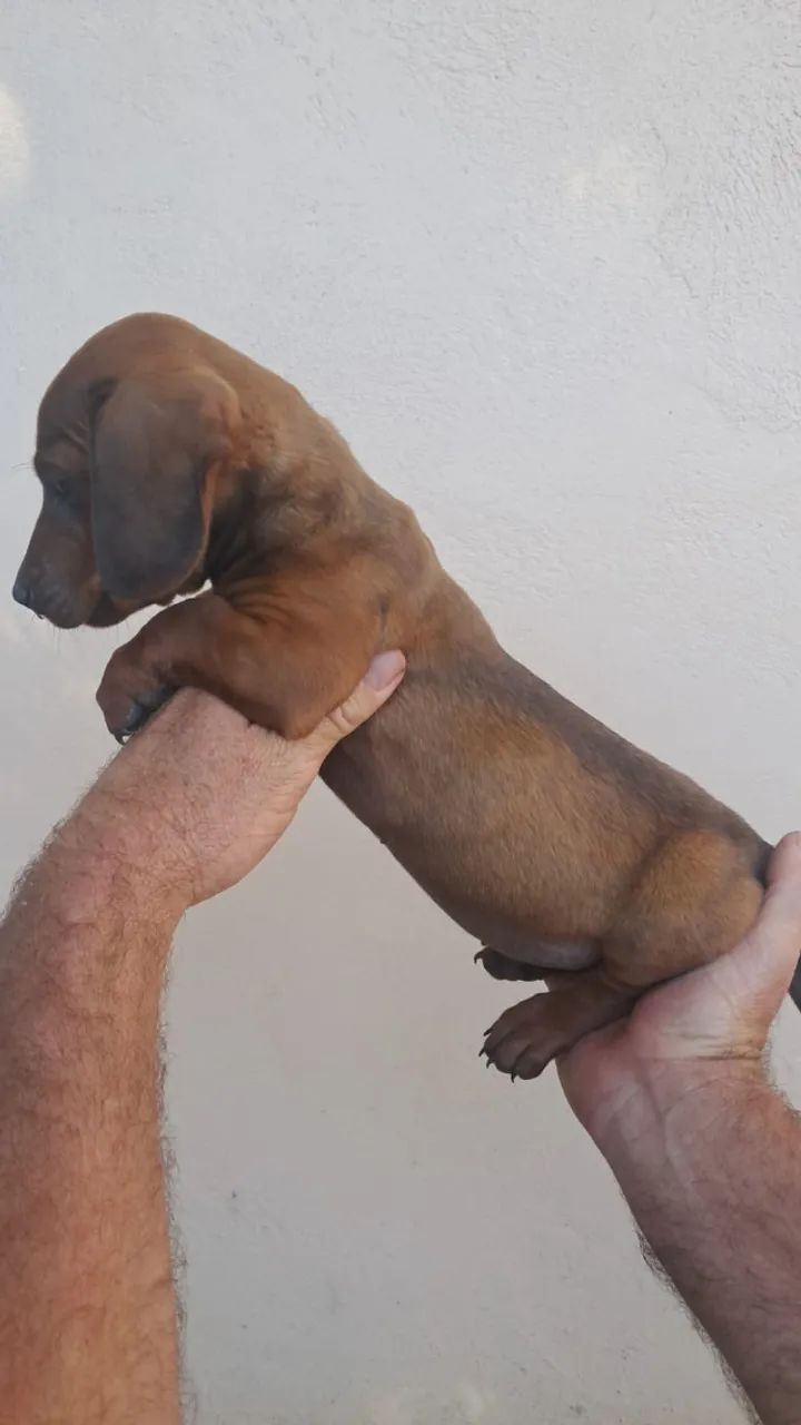 Linguicinha