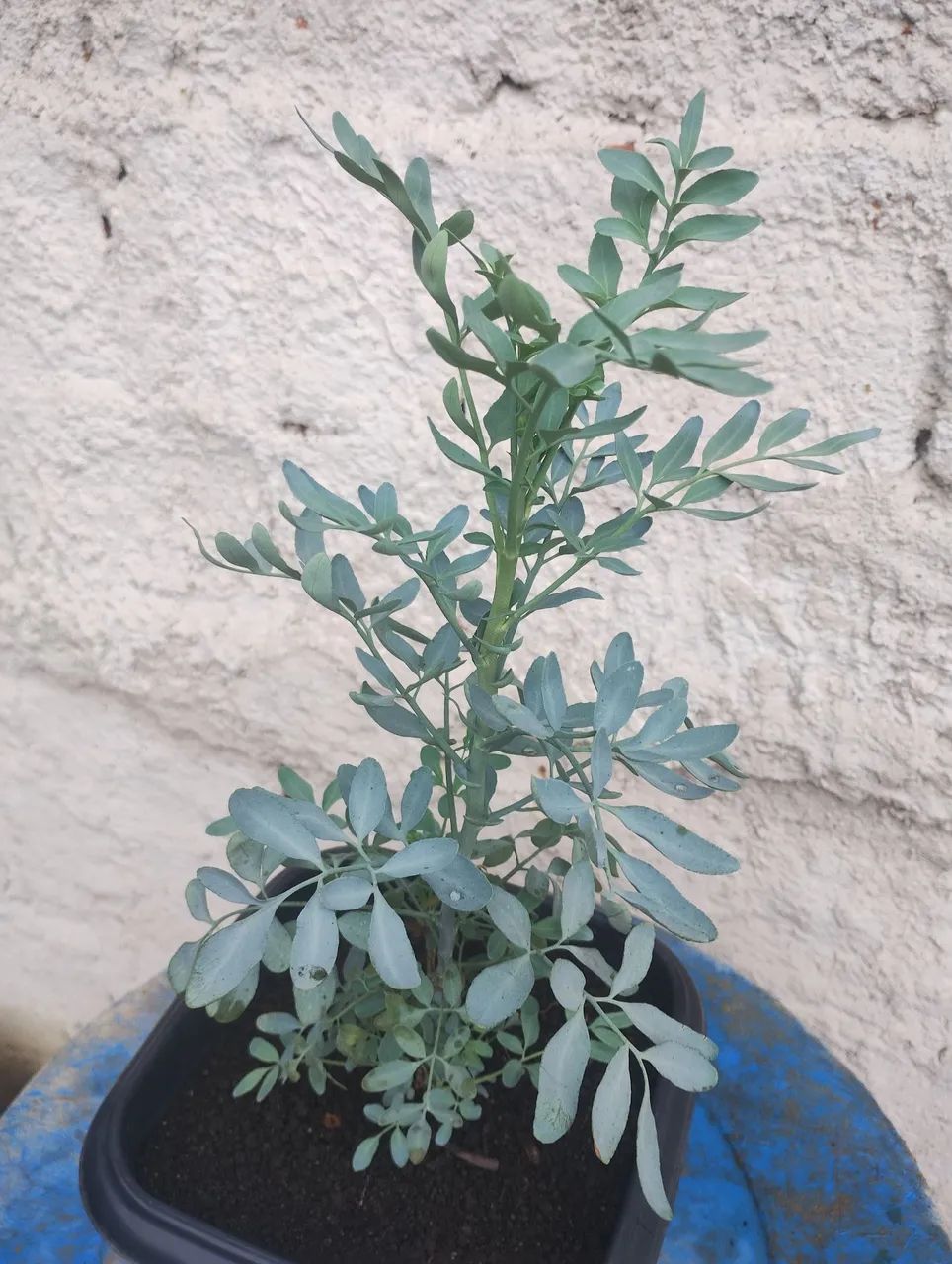 Muda de arruda  - Foto 2
