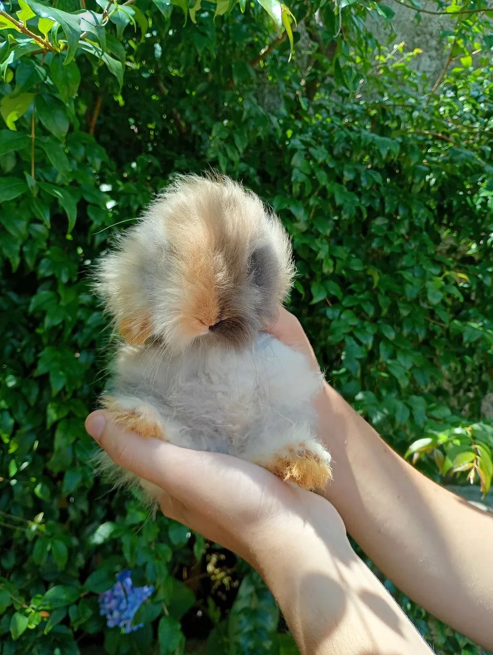 Filhotes de coelho mini lion - Foto 2