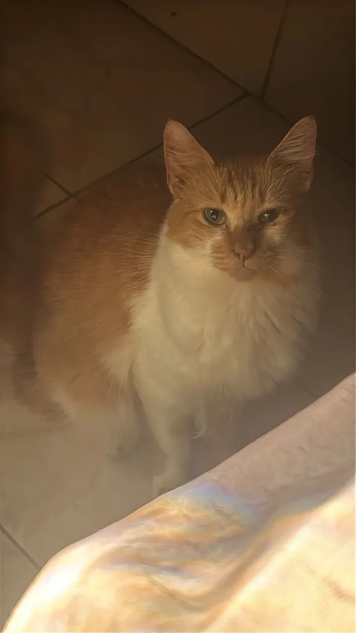 Doação de gatinhas adultas.