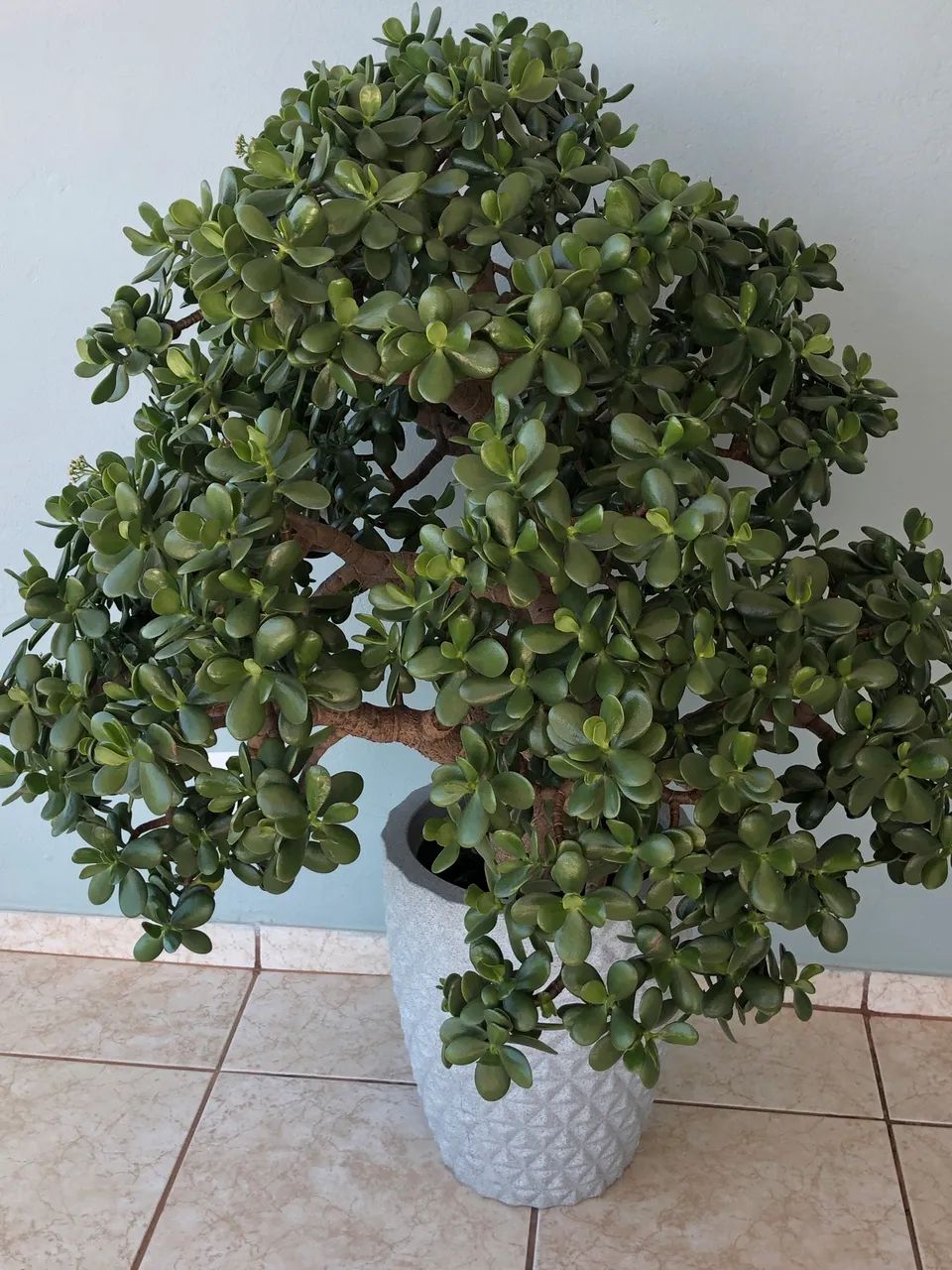 Planta Jade (1) - Foto 2