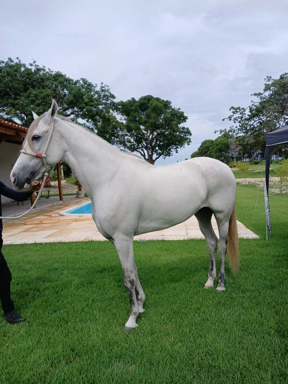 Cavalo Mangalarga Marchador - Foto 6