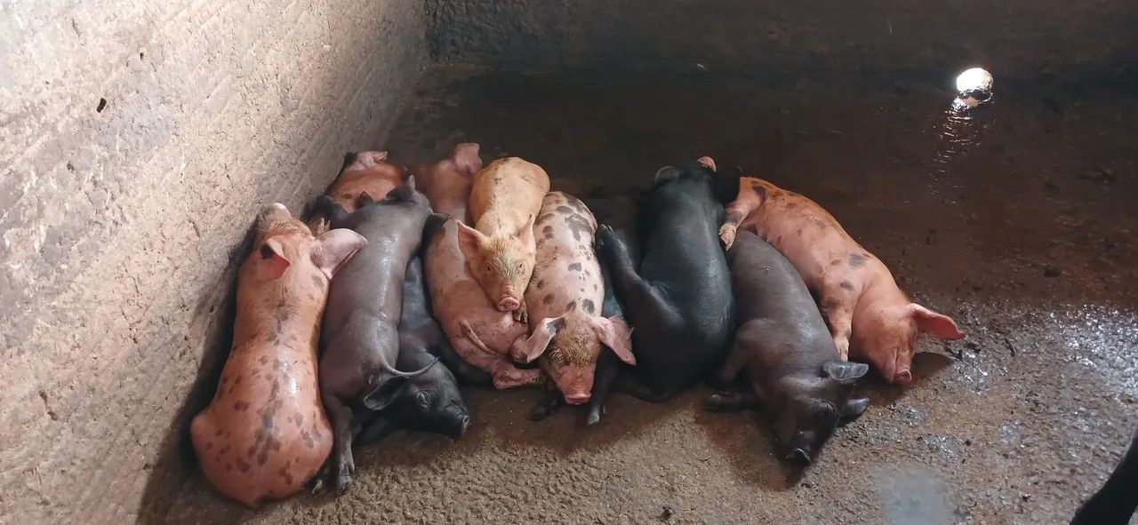 Vendo lote de leitão 