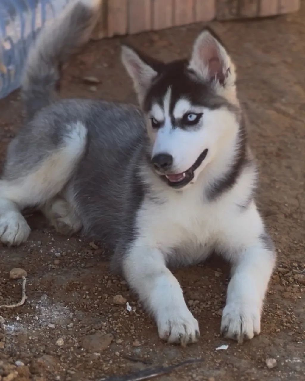 Filhote de husky siberiano 