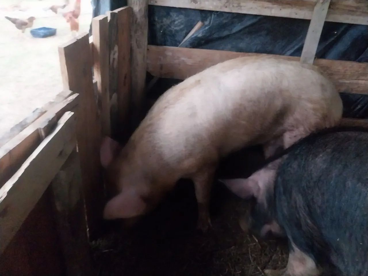 Vendo casal de porcos. - Foto 3