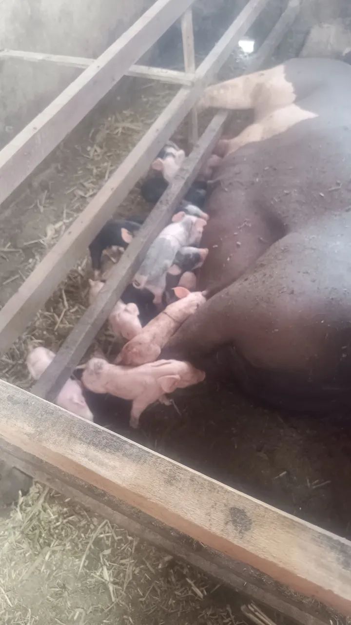 Suinos monteiro  - Foto 3