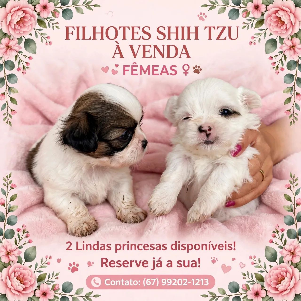Shihtzu  femea - Foto 2