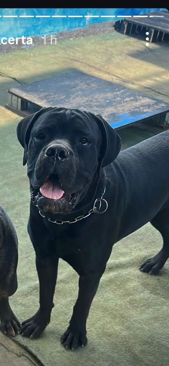 Cane Corso  - Foto 5