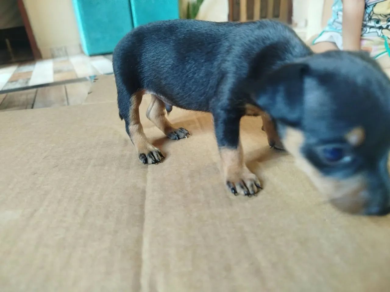 Pincher 01 - Foto 5